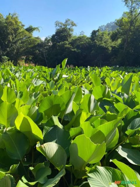 Maranta Charuto Imagem Maranta Charuto