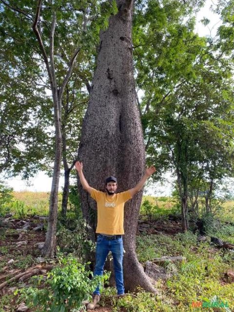 Imagem Baobá Brasileiro Imagem Baobá Brasileiro