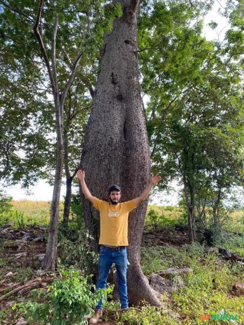 Baobá Brasileiro Imagem Baobá Brasileiro