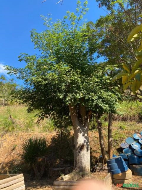 Paineira Imagem Paineira