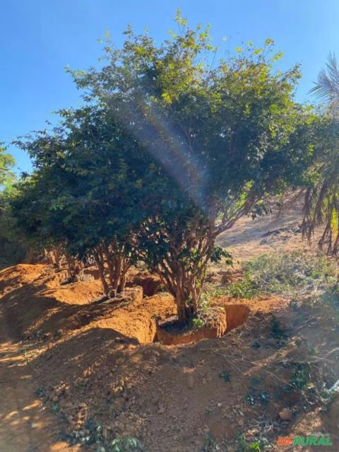 Jabuticabeira Híbrida Adulta Imagem Jabuticabeira Híbrida Adulta