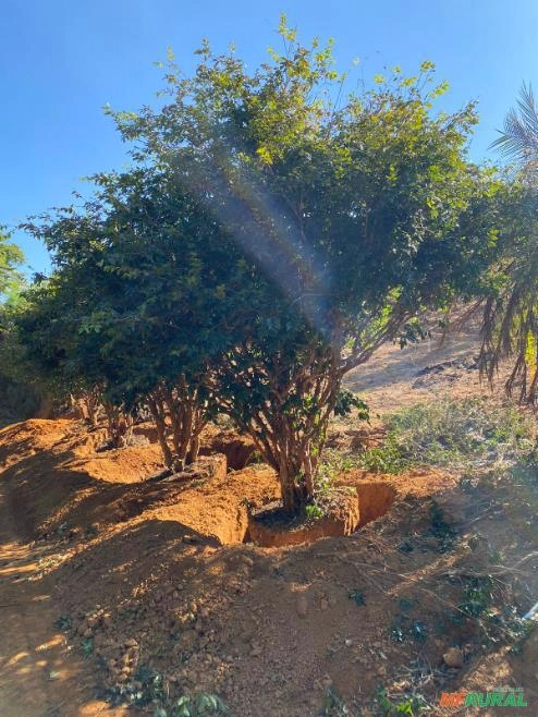 Jabuticabeira Híbrida Adulta Imagem Jabuticabeira Híbrida Adulta