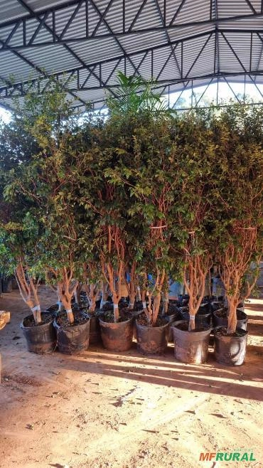 Imagem Jabuticabeira Híbrida Adulta Imagem Jabuticabeira Híbrida Adulta