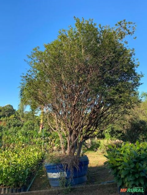 Imagem Jabuticabeira Híbrida Adulta Imagem Jabuticabeira Híbrida Adulta