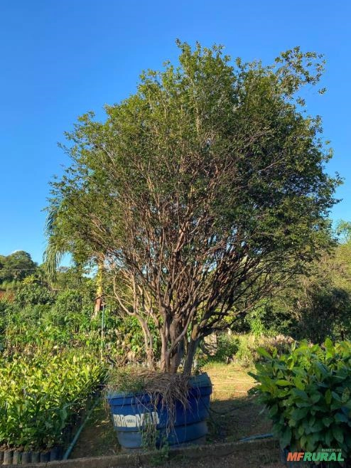 Jabuticabeira Híbrida Produtiva Imagem Jabuticabeira Híbrida Produtiva