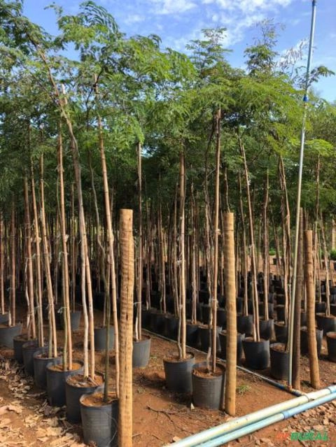 Mudas de Pau-ferro Imagem Mudas de Pau-ferro