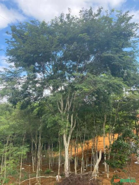 Pau Ferro Adulto Imagem Pau Ferro Adulto