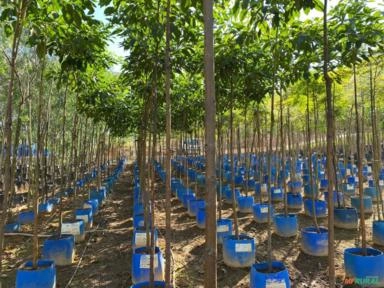 Imagem Ipê Porte Médio – Cores Variadas Imagem Ipê Porte Médio – Cores Variadas