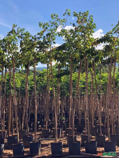 Imagem Ipê Porte Médio – Cores Variadas Imagem Ipê Porte Médio – Cores Variadas