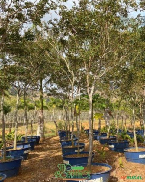 Ipês Adultos – Cores Variadas Imagem Ipês Adultos – Cores Variadas