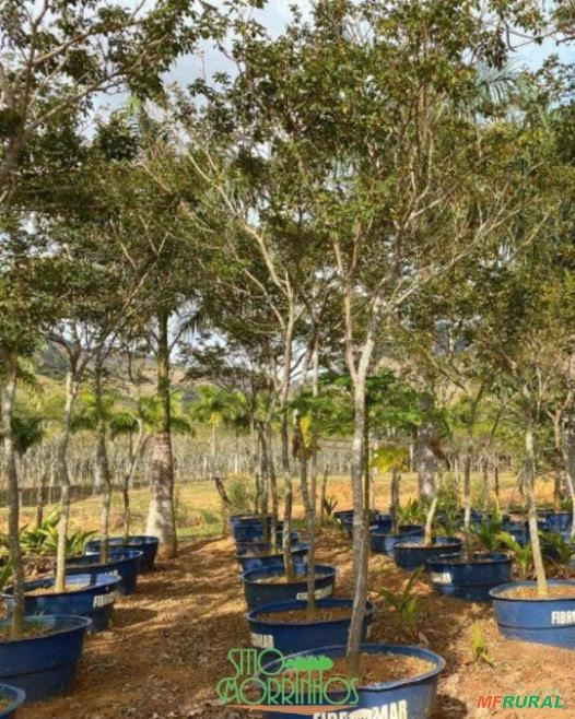 Ipês Adultos – Cores Variadas Imagem Ipês Adultos – Cores Variadas