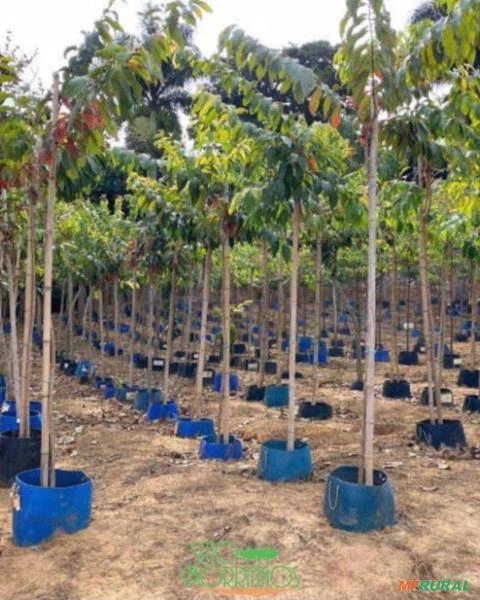 Imagem Ipês Adultos – Cores Variadas Imagem Ipês Adultos – Cores Variadas