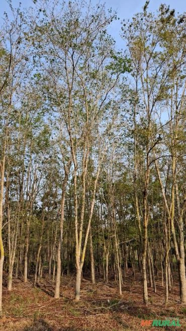 Imagem Ipês Adultos – Cores Variadas Imagem Ipês Adultos – Cores Variadas