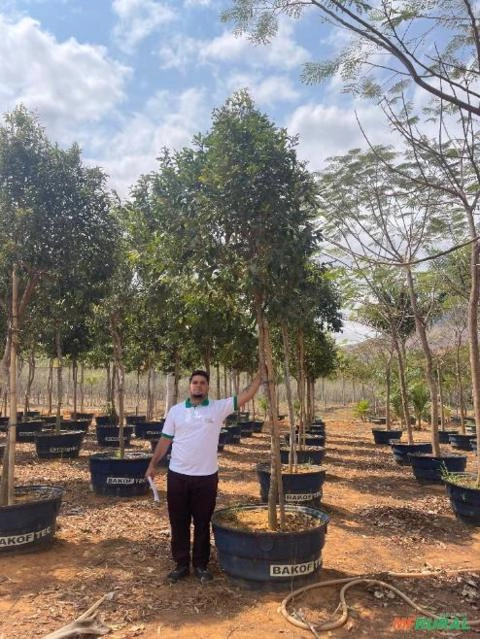 Imagem Ipês Adultos – Cores Variadas Imagem Ipês Adultos – Cores Variadas