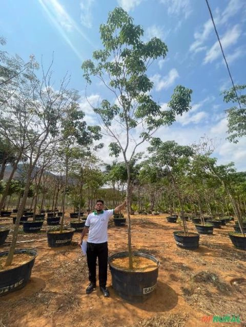 Imagem Ipês Adultos – Cores Variadas Imagem Ipês Adultos – Cores Variadas