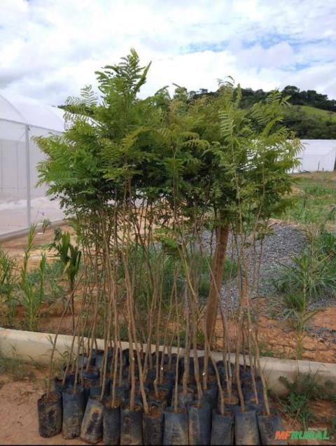 Ipês Pequenos Para Reflorestamento – Cores Variadas Imagem Ipês Pequenos Para Reflorestamento – Cores Variadas