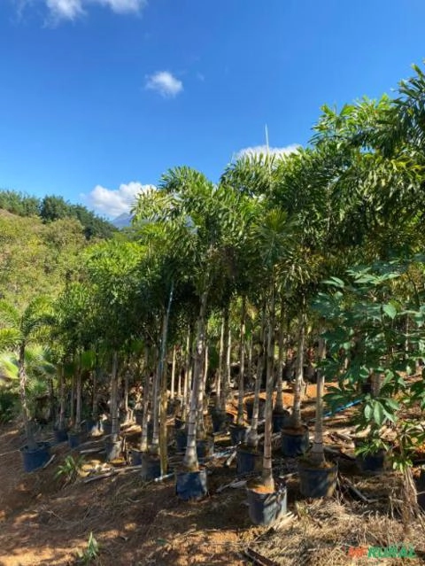 Imagem Palmeira Rabo-de-Raposa Nova Imagem Palmeira Rabo-de-Raposa Nova