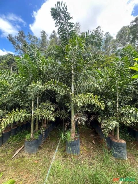 Imagem Palmeira Rabo-de-Raposa Nova Imagem Palmeira Rabo-de-Raposa Nova