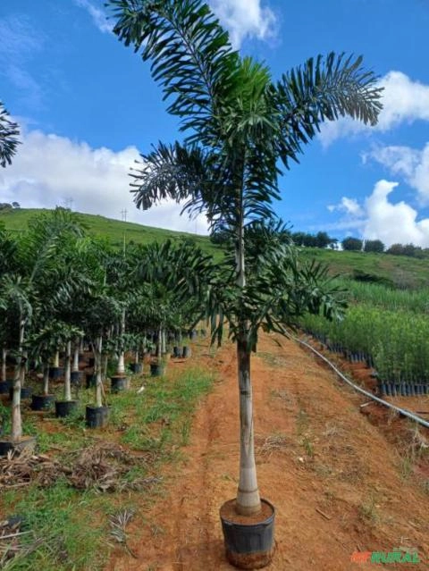 Imagem Palmeira Rabo-de-Raposa Nova Imagem Palmeira Rabo-de-Raposa Nova