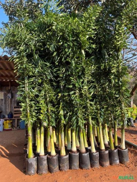 Palmeira Rabo-de-Raposa Nova Imagem Palmeira Rabo-de-Raposa Nova