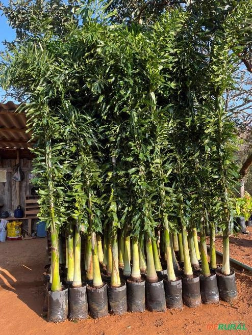 Palmeira Rabo-de-Raposa Nova Imagem Palmeira Rabo-de-Raposa Nova