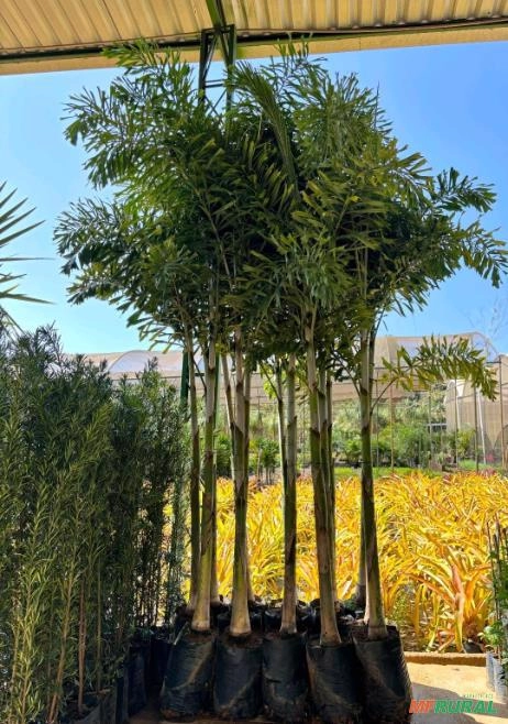 Muda de Rabo-de-Raposa Jovem Imagem Muda de Rabo-de-Raposa Jovem