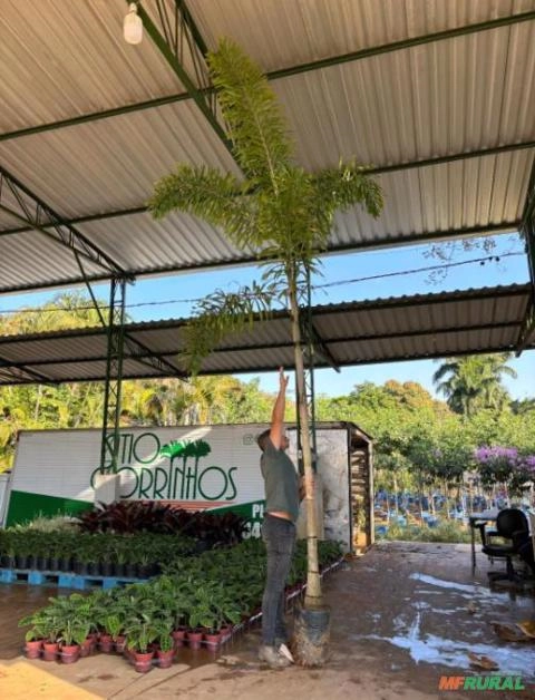 Imagem Muda de Rabo-de-Raposa Jovem Imagem Muda de Rabo-de-Raposa Jovem