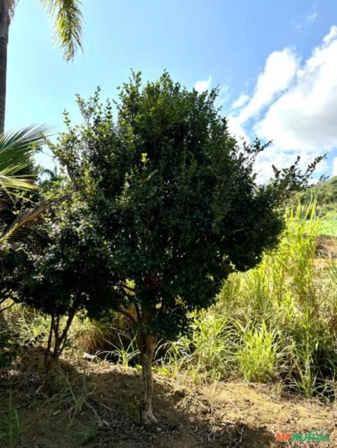 Jabuticabeira Olho de Boi Imagem Jabuticabeira Olho de Boi