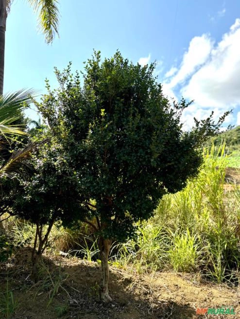 Jabuticabeira Olho de Boi Imagem Jabuticabeira Olho de Boi