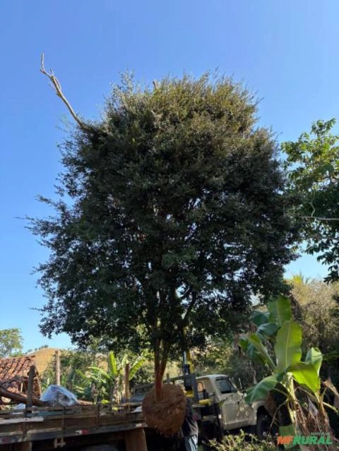 Imagem Jabuticabeira Olho de Boi Imagem Jabuticabeira Olho de Boi