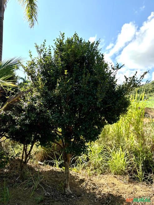 Jabuticabeira Comum Imagem Jabuticabeira Comum