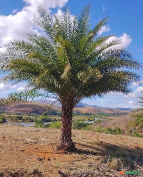 Imagem Palmeiras Carnaúba Adulta Imagem Palmeiras Carnaúba Adulta