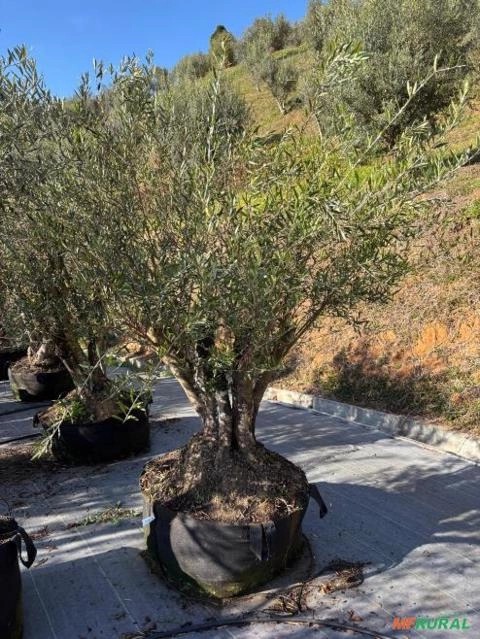 Oliveira Com 60 Anos Imagem Oliveira Com 60 Anos