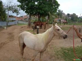 cavalo de vaquejada