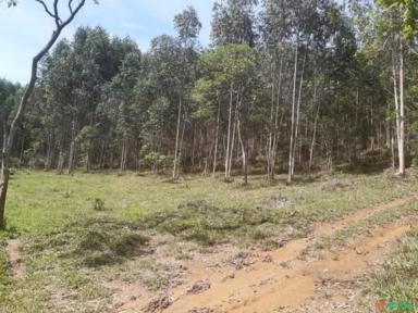 eucalipto para corte Imagem eucalipto para corte