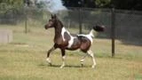 Coberturas de cavalo árabe pampa homozigoto