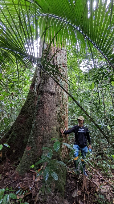 BUSCAMOS PARCERIA PARA REALIZAR DESDOBRO DE MADEIRA NATIVA