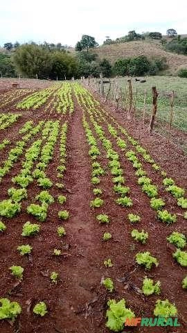 Vendo alface Imagem Vendo alface