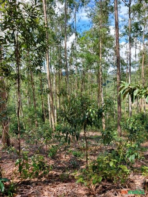 Floresta de Eucalipto em Pé Imagem Floresta de Eucalipto em Pé