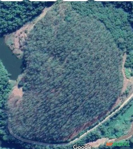 Imagem Floresta de Eucalipto em Pé Imagem Floresta de Eucalipto em Pé