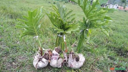 Guaimbé ou Imbé banana Imagem Guaimbé ou Imbé banana