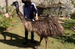 Emu Australiano (Casal Adulto)