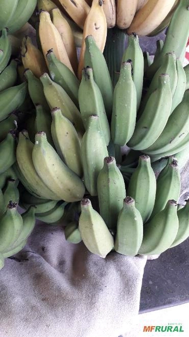 Banana prata Imagem Banana prata