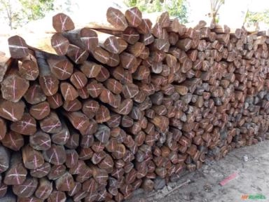 Imagem Estacas de Acapu Imagem Estacas de Acapu