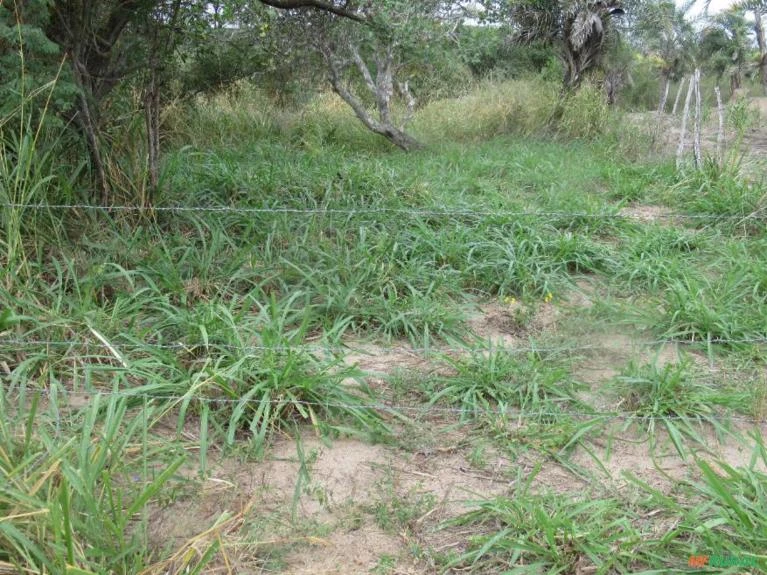 Fazenda de 220 Tarefas, 96 ha,  Sta. Terezinha, Salvador, BA, energia elétrica e água encanada.