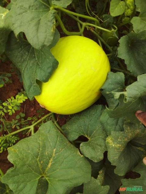 Melão amarelo gradial f1 Imagem Melão amarelo gradial f1
