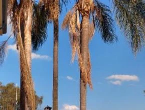 Vendo coqueiros e palmeira imperial  com media de 10 metros de altura