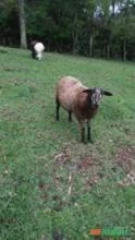 Lote de ovelhas
