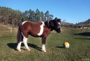 VENDE-SE PONEI MUITO MANSO