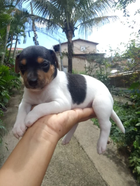 Fox paulistinha tricolor de marrom